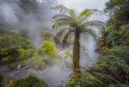 New Zealand 2025 (2 group) (29/84)